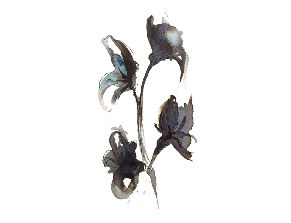 Read more about the article April ‘Sweet Pea’