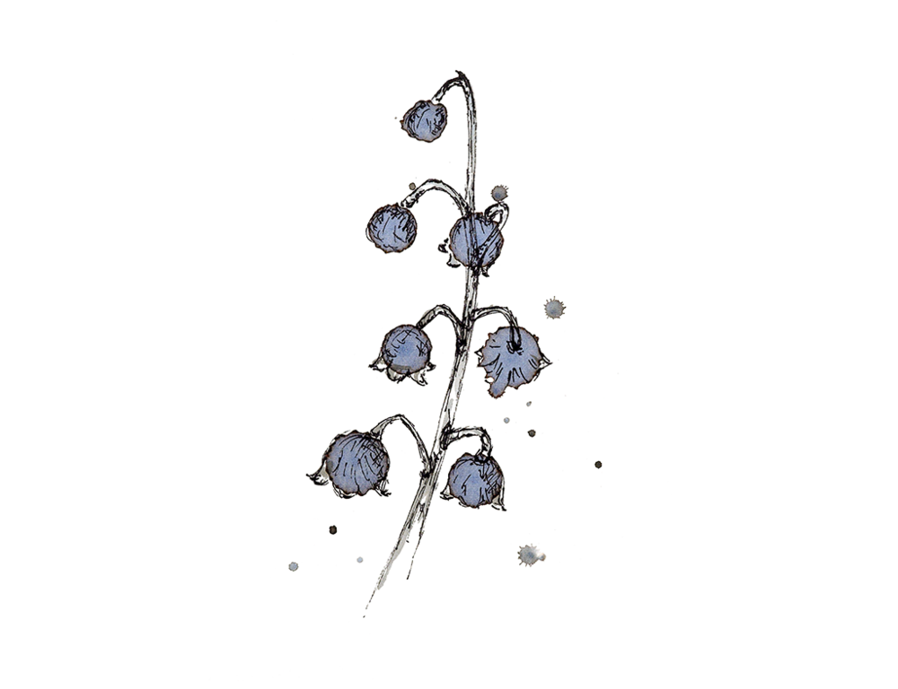 Read more about the article May ‘Lily of the Valley’