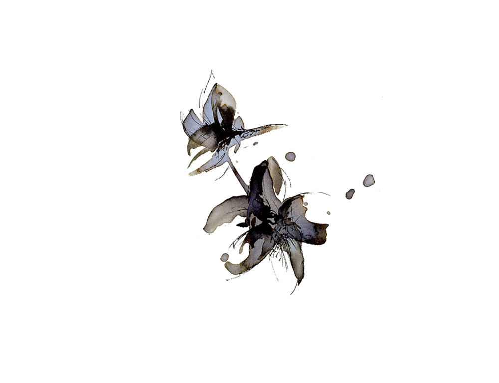 Read more about the article July ‘Larkspur’