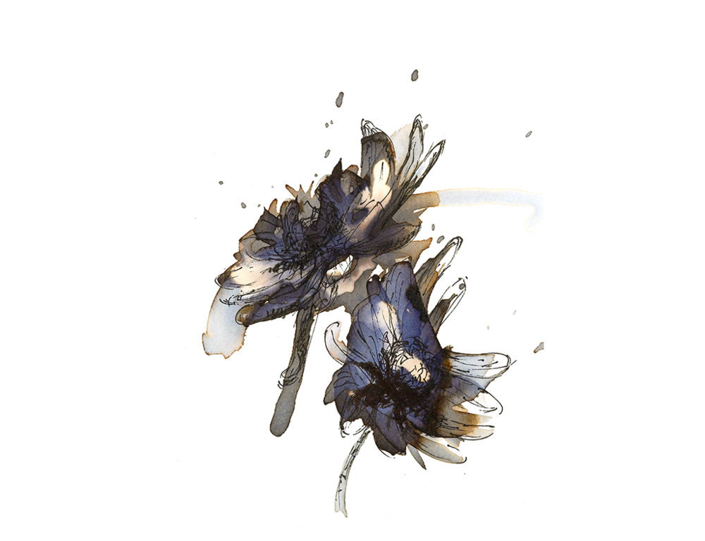 Read more about the article September ‘Aster’