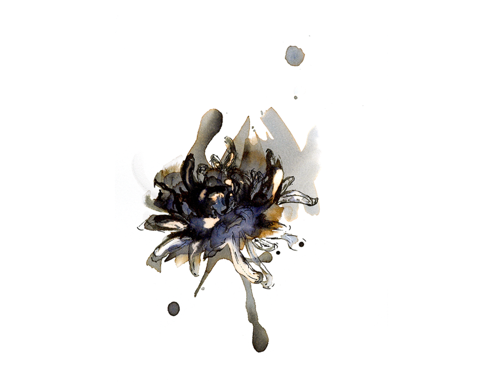 Read more about the article November ‘Chrysanthemum’