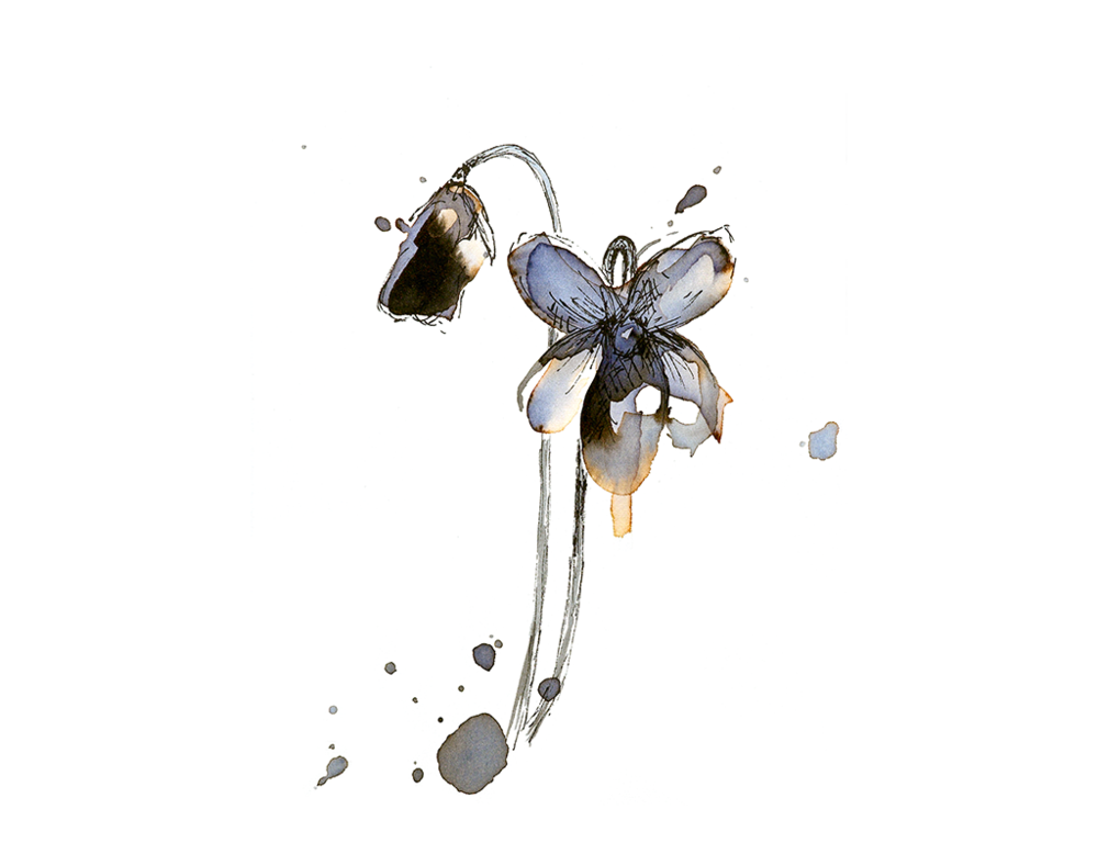 Read more about the article February ‘Violet’